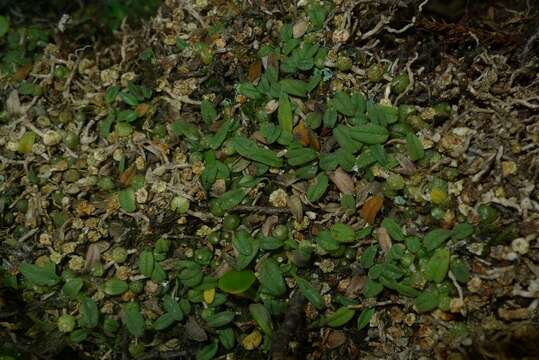 Image of Pygmy tree orchid