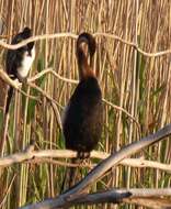 Image of Anhinga rufa rufa (Daudin 1802)