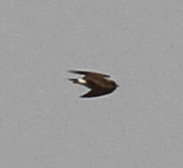 Image of Rock Pratincole