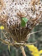 Image of Buffalo treehopper