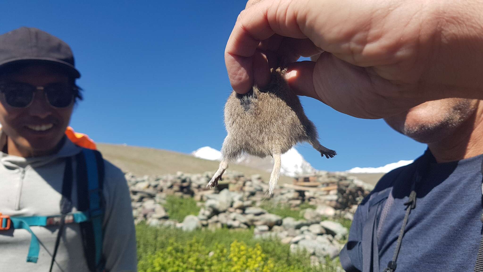 Image of Silver Mountain Vole