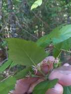 Imagem de Crataegus pruinosa var. gattingeri (Ashe) Lance