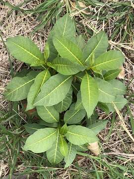 Image of milkbush