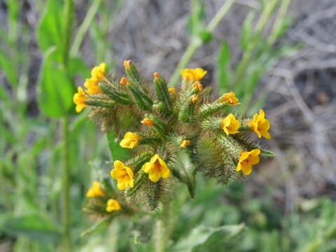 Image of Menzies' fiddleneck