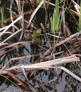 Image of Lithobates spectabilis (Hillis & Frost 1985)