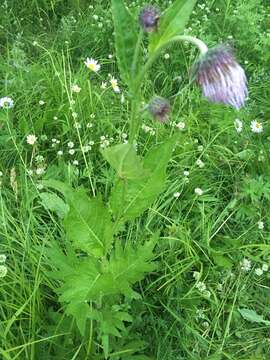 Слика од Cirsium kamtschaticum Ledeb. ex DC.