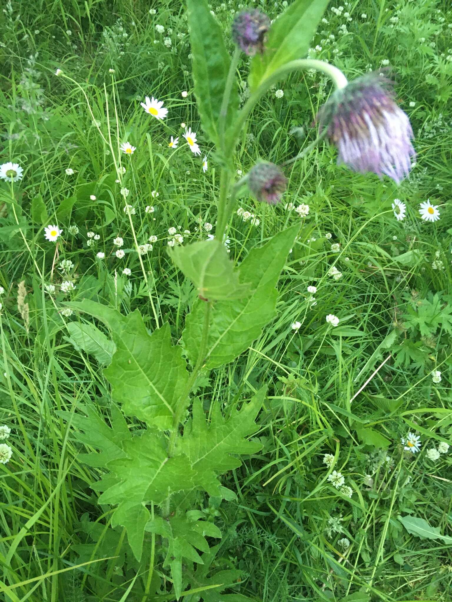 Слика од Cirsium kamtschaticum Ledeb. ex DC.