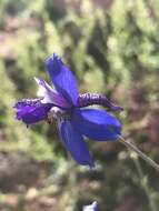 Delphinium scaposum Greene的圖片