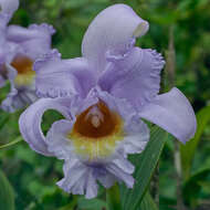 Image of Sobralia warszewiczii Rchb. fil.