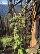 Image of False Green Hellebore