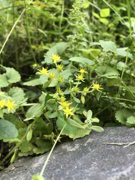 Sedum bulbiferum Makino resmi