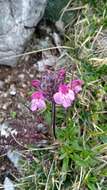 Image of Pedicularis rosea subsp. rosea