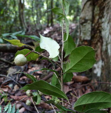 Imagem de Prockiopsis