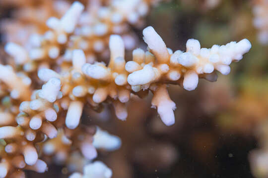 Image of Acropora tortuosa (Dana 1846)