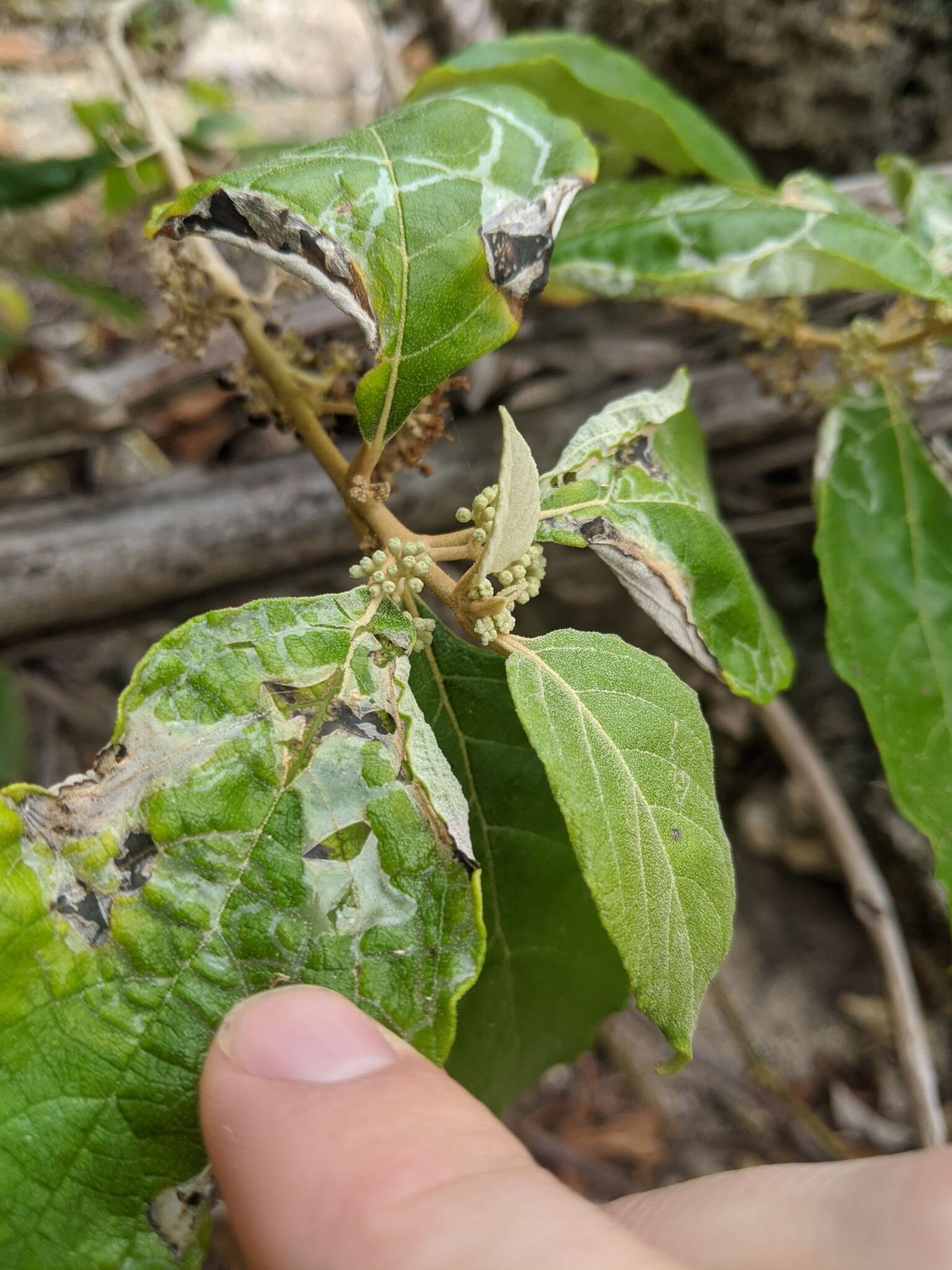 Image of Callicarpa candicans (Burm. fil.) Hochr.