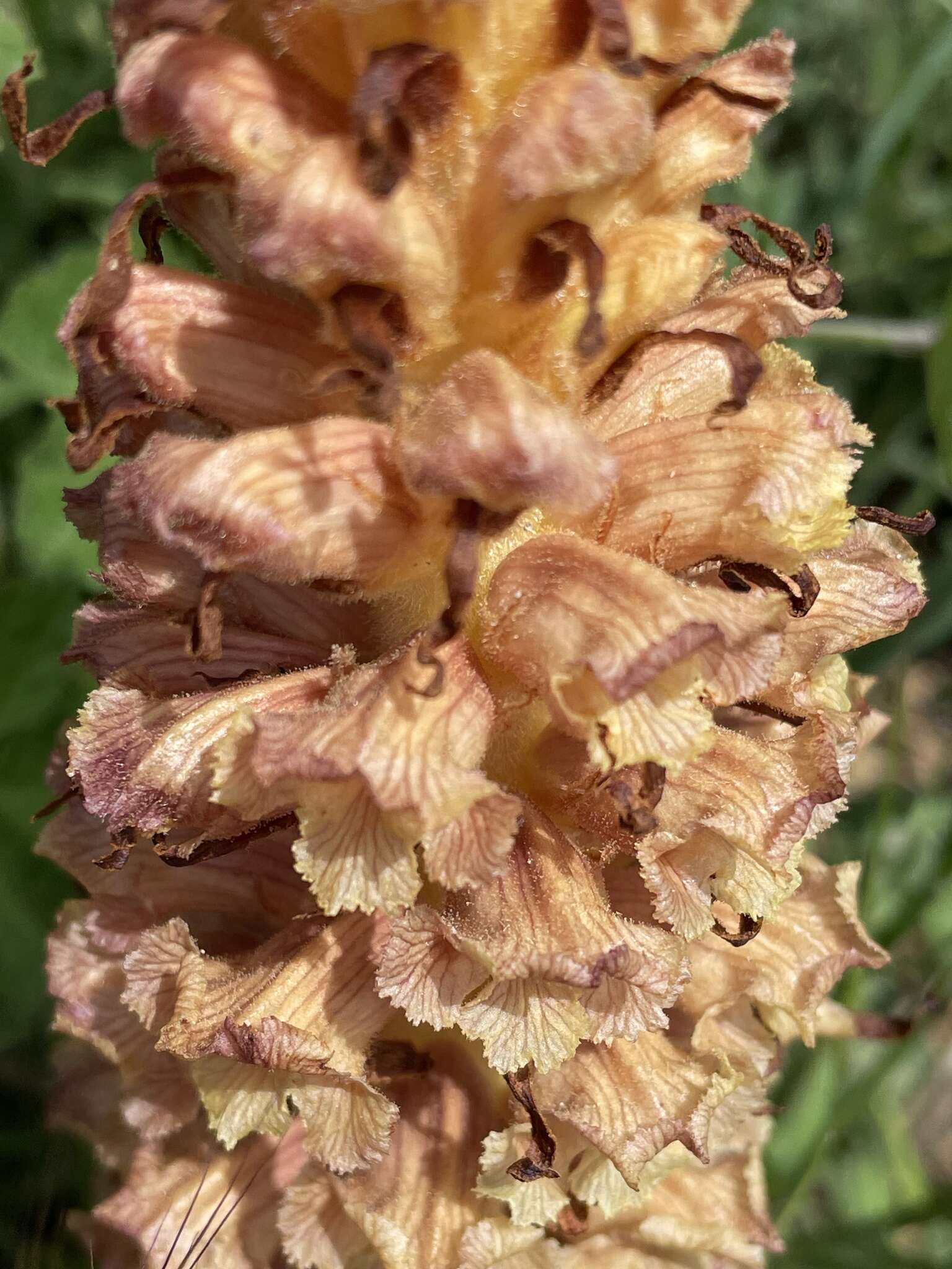 Image of Orobanche leptantha Pomel