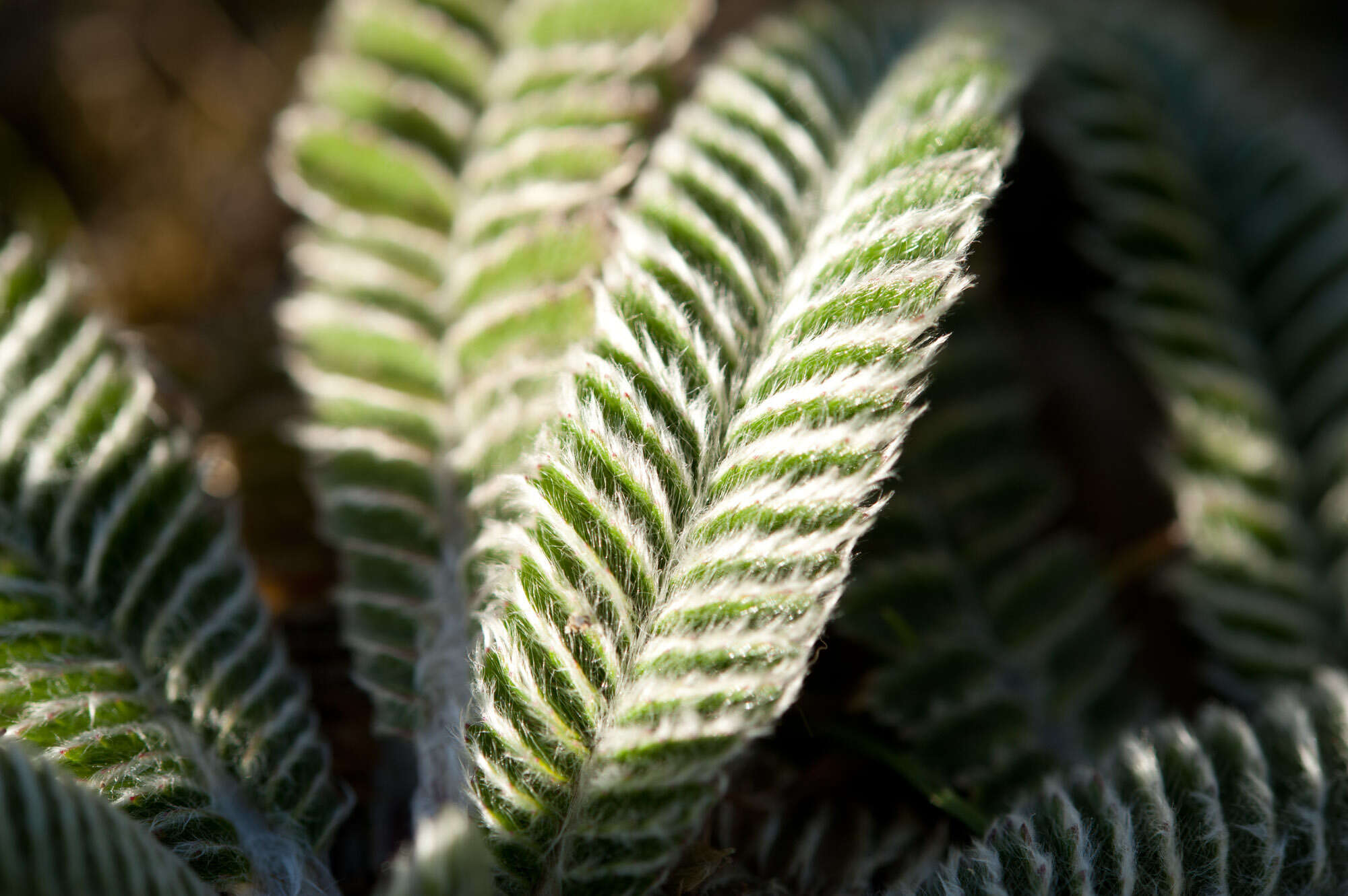 Image de Argentina tugitakensis (Masam.) Soják