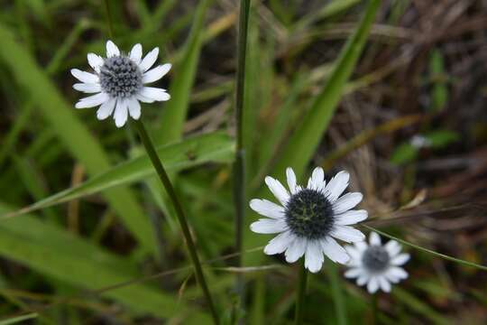 Image of Eryngium scaposum Turcz.