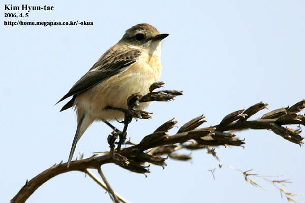 Image of Stejneger's Stonechat