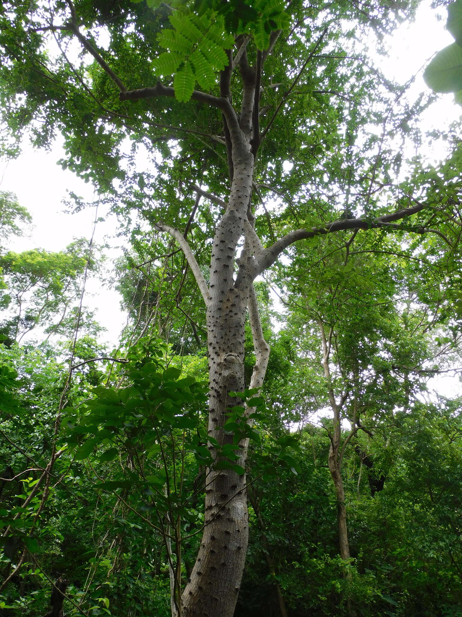 Image of <i>Leuenbergeria guamacho</i>