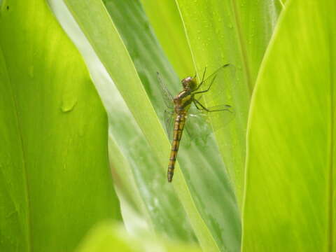 Image of <i>Sympetrum speciosum taiwanum</i> Asahina 1951