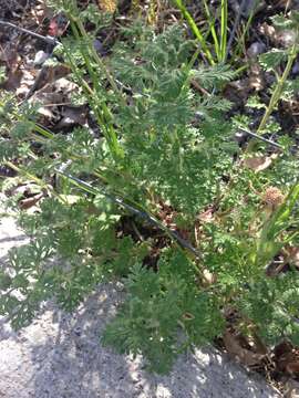 Imagem de Teucrium botrys L.