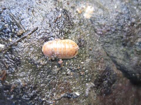 Imagem de Leptochiton rugatus (Carpenter ex Pilsbry 1892)