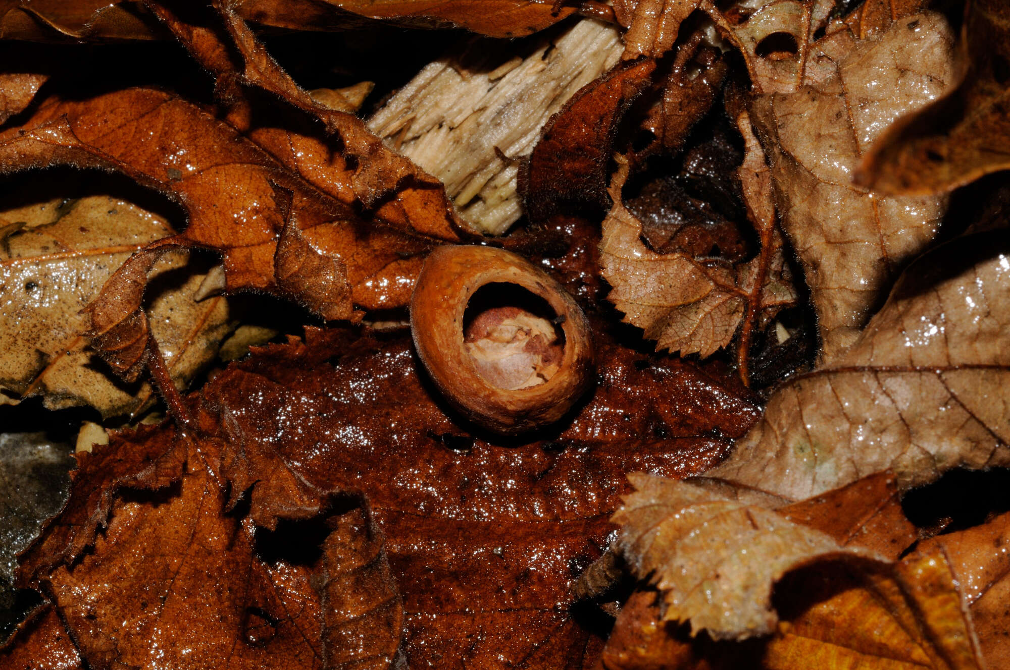 Image of hazel dormouse