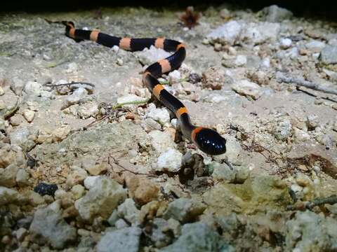 Image of Snail-eating Thirst Snake