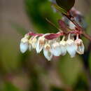 Imagem de Lyonia foliosa (Fletcher) Sleum.