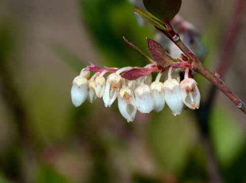 Sivun Lyonia foliosa (Fletcher) Sleum. kuva