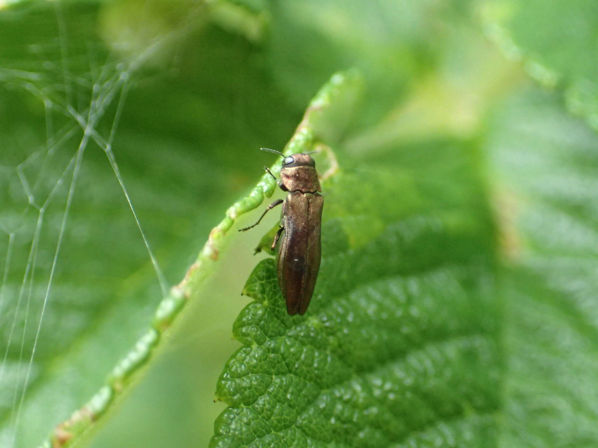 Image of Rose Stem Girdler