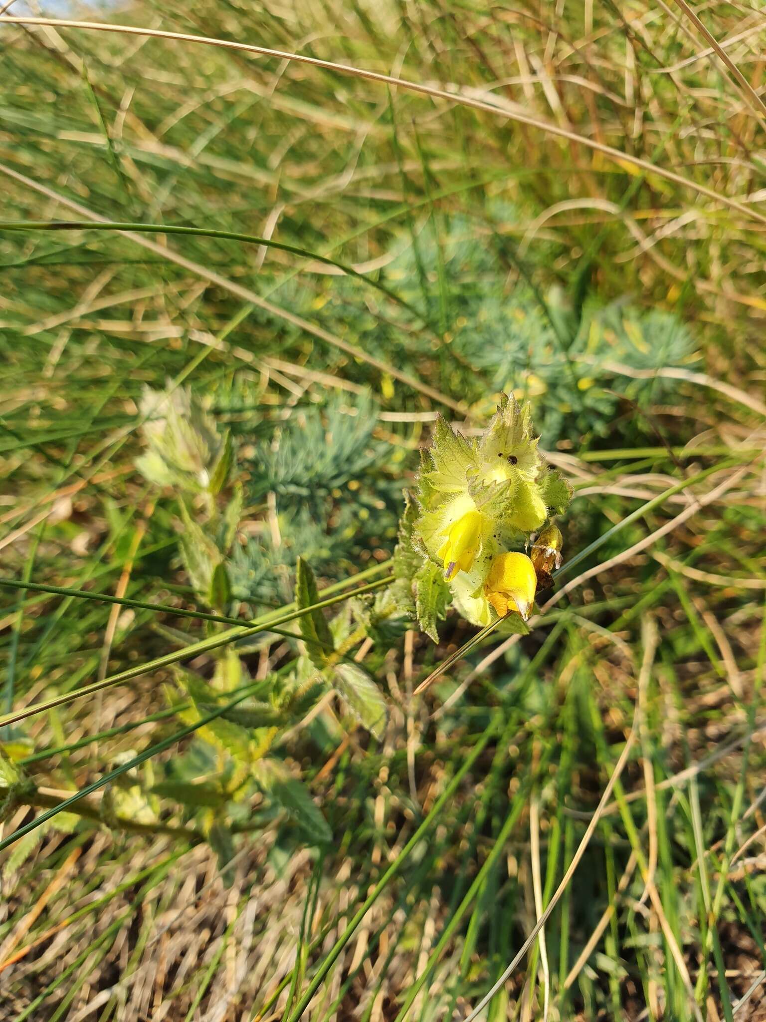 Image of Rhinanthus rumelicus Velen.