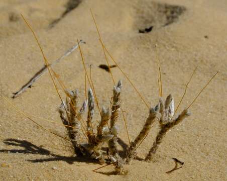 Image of Pharnaceum lanuginosum J. C. Manning & P. Goldblatt