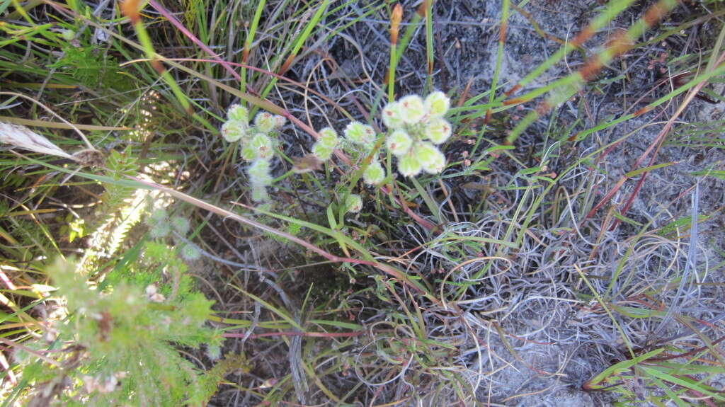 Imagem de Erica capitata L.