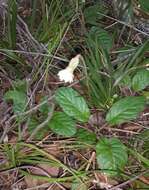 Image of Piloselloides cordata (Thunb.) C. Jeffrey