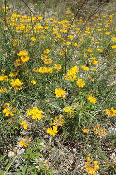 Image of Horseshoe-vetch