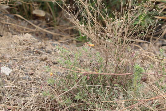 Imagem de Oenothera pubescens Willdenow ex Spreng.