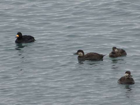 Image of American Scoter