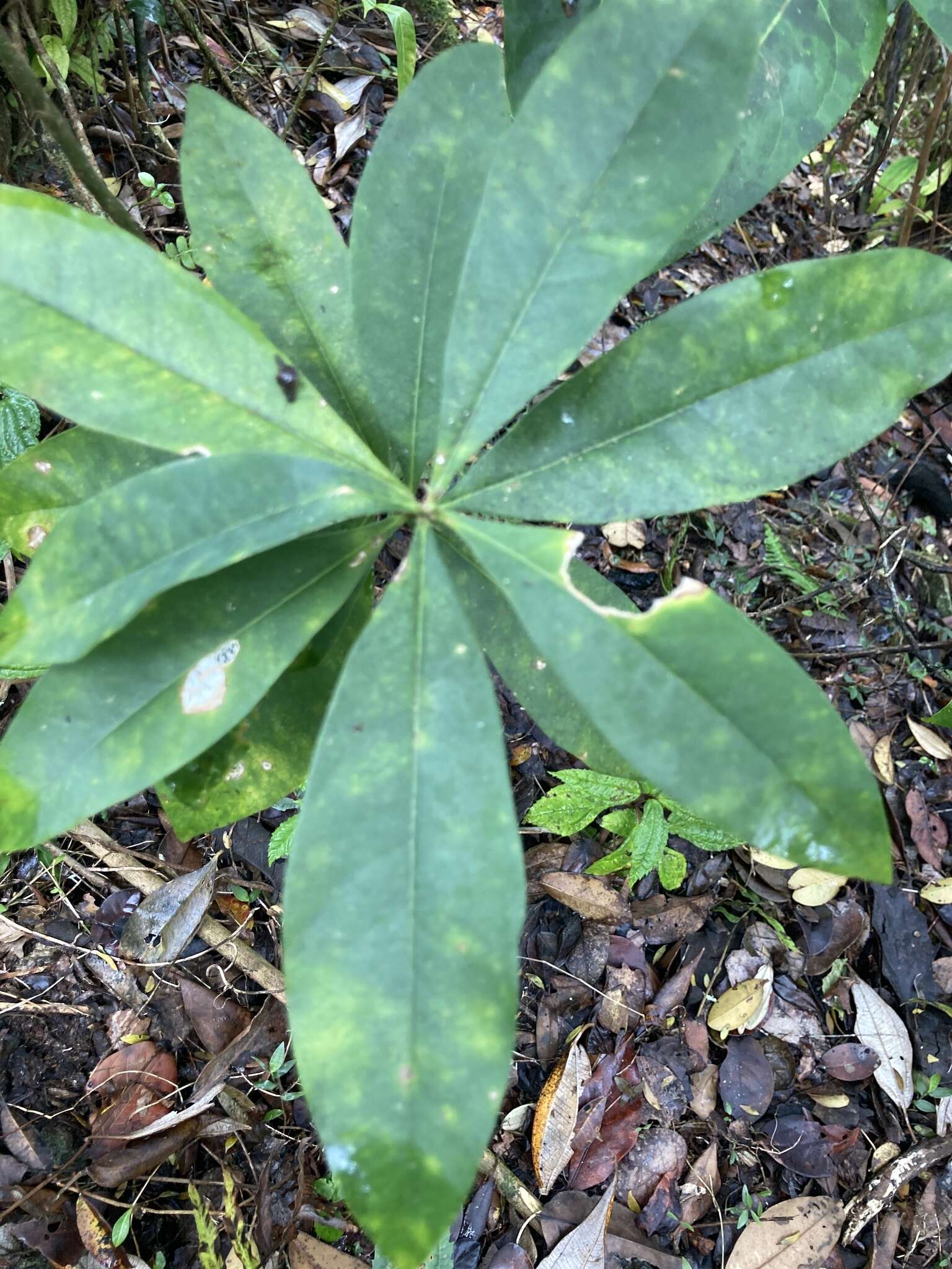 Image of Caribbean burn nose