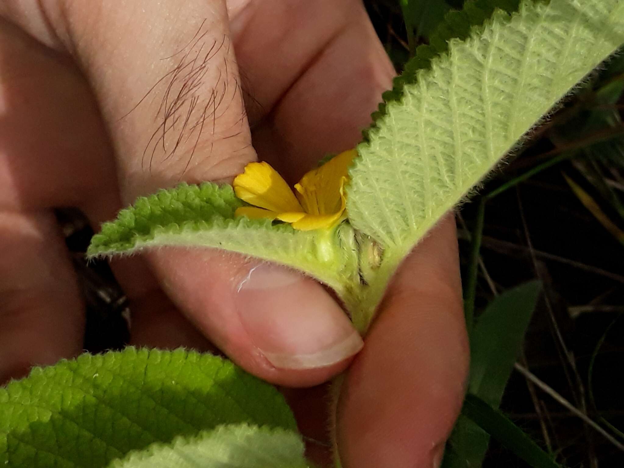 Imagem de Turnera lamiifolia Cambess.