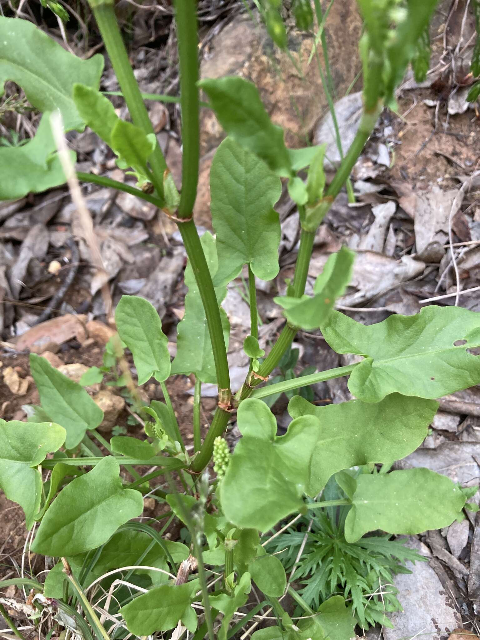 Слика од Rumex cordatus Desf.