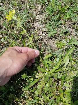 Image of tuberous desert-chicory