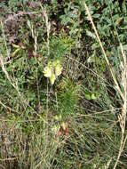 Aconitum anthora L.的圖片