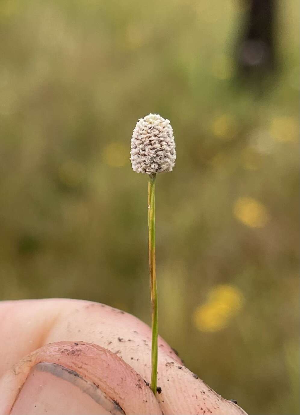 Image of Pineland Bogbutton