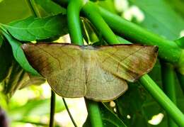 Image de Simopteryx torquataria Walker 1860