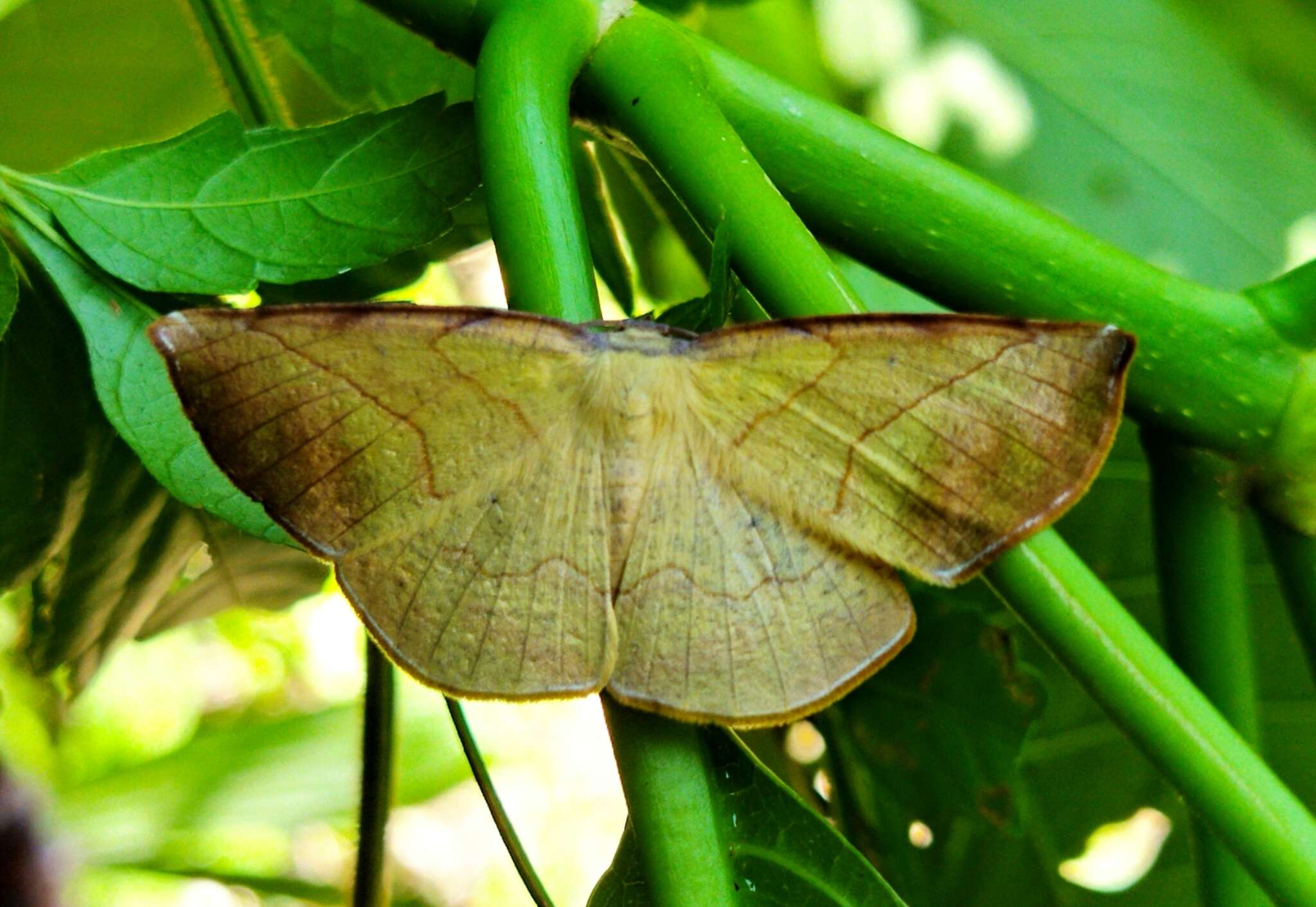 Image de Simopteryx torquataria Walker 1860