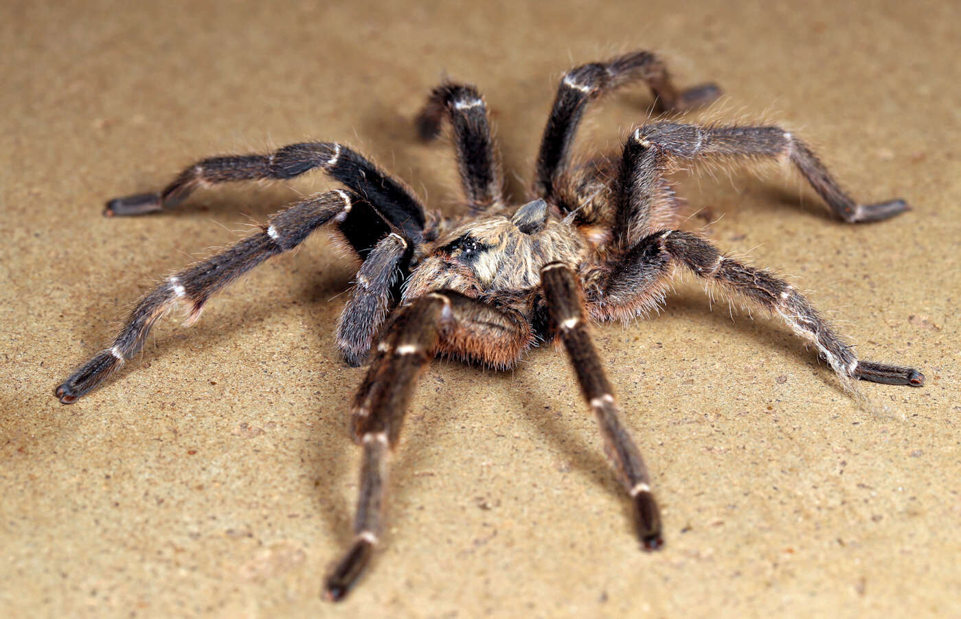 Image of African Horned Baboon Tarantula