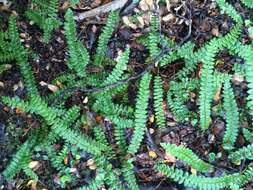 Plancia ëd Austroblechnum penna-marina subsp. alpina (R. Br.)