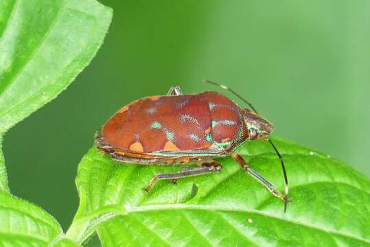 Image of <i>Tetrarthria variegata</i>